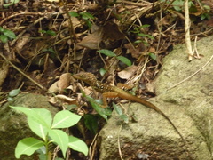 Anolis oculatus