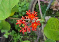 Jatropha podagrica