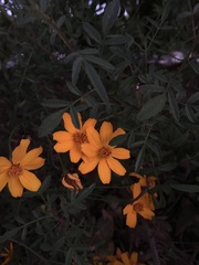 Tagetes lemmonii