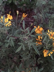 Tagetes lemmonii