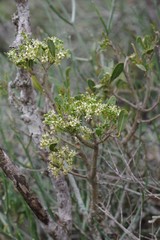 Boscia oleoides