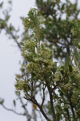 Boscia oleoides