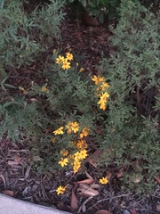 Tagetes lemmonii
