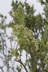 Boscia oleoides