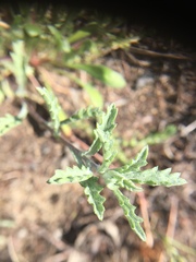 Lessingia germanorum