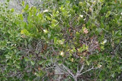 Capparis sepiaria