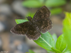 Staphylus ascalon