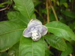 Psychotria urbaniana