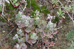 Crassula cordata