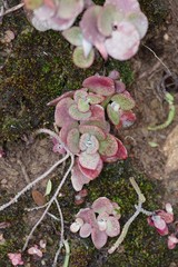 Crassula cordata