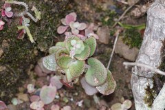 Crassula cordata
