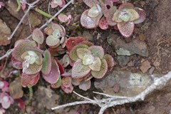 Crassula cordata