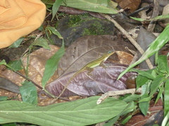 Anolis oculatus