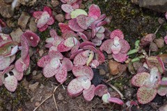 Crassula cordata