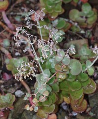 Crassula cordata