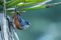 Microspingus lateralis