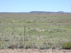 Pentzia globosa