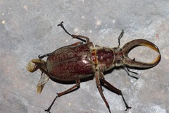 Sphaenognathus giganteus