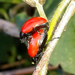 Chrysolina lucida
