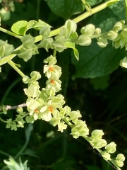 Antigonon flavescens