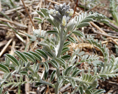 Sophora nuttalliana