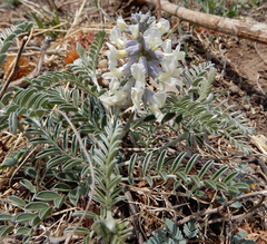 Sophora nuttalliana