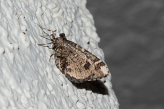 Stamnodes albiapicata