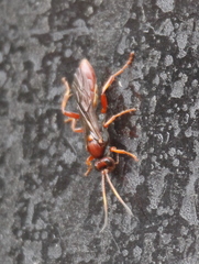 Spilichneumon