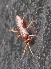 Spilichneumon
