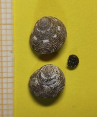 Steromphala adansonii
