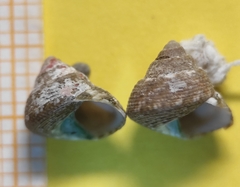 Steromphala adansonii