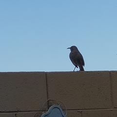 Toxostoma curvirostre