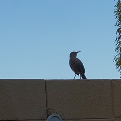 Toxostoma curvirostre