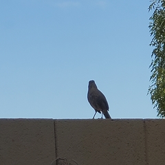 Toxostoma curvirostre