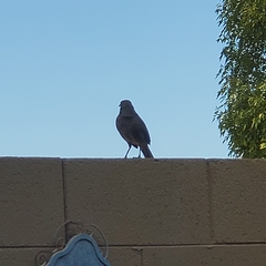 Toxostoma curvirostre