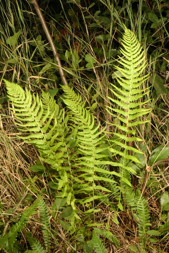 Amauropelta nevadensis