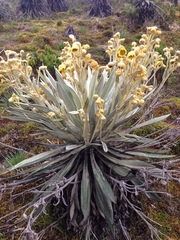 Espeletia grandiflora