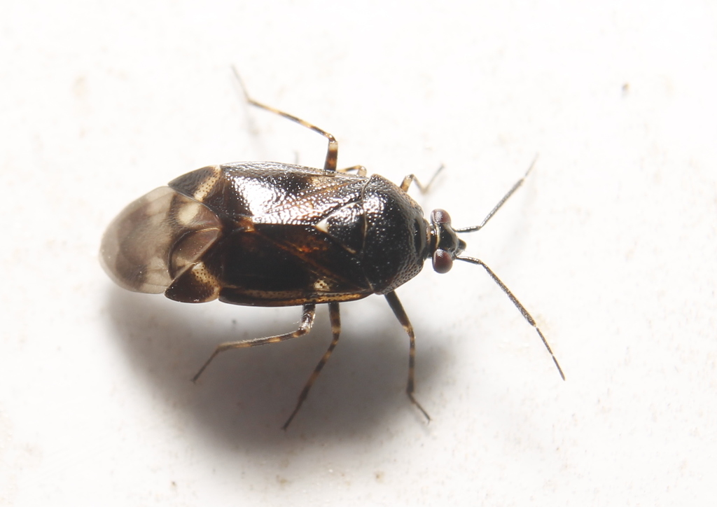 Deraeocoris brevis
