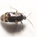 Deraeocoris brevis - Photo (c) Lena Dietz Chiasson, some rights reserved (CC BY-NC), uploaded by Lena Dietz Chiasson