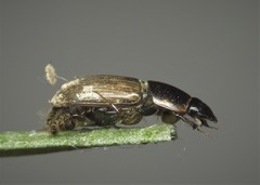 Melinopterus prodromus