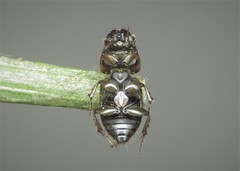 Melinopterus prodromus