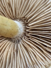 Cortinarius pallidifolius