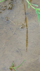 Fejervarya limnocharis