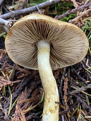 Cortinarius pallidifolius