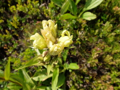 Gentiana