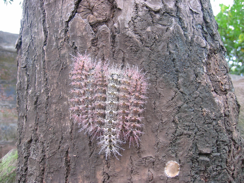 Dirphia avia photographed in Nicaragua