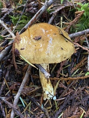 Cortinarius pallidifolius