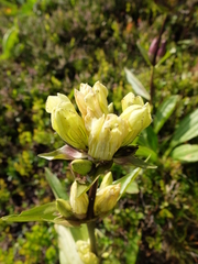 Gentiana