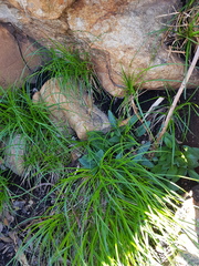 Drimiopsis