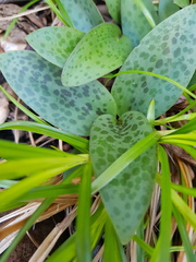 Drimiopsis